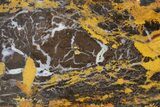 Freestanding Polished Petrified Shrinkwood - Parker, Colorado #378003-2